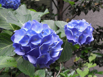 【紫陽花】２２日は夏至。一年で一番昼間の時間が長い日です。ちなみにこの日の東京の日の出は４：２６、日の入りは１９：００。昼間の時間は１４時間３４分でした。