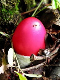 【卵茸】切り株の根元で不思議な物体を発見。何かの卵でしょうか。