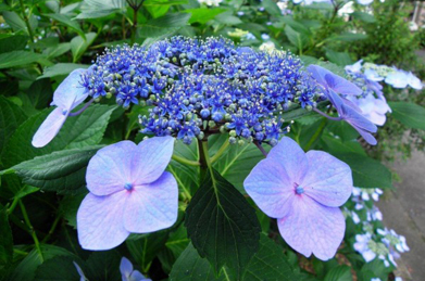 【額紫陽花】額紫陽花はアジサイの原種。日本原産の額紫陽花を改良したものが紫陽花（西洋紫陽花）です。大きな花びらのように見えるのは装飾花で中心に密生している部分が花になります。