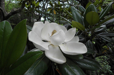 【泰山木】泰山木（タイサンボク）は朴（ホオ）の花にそっくりですが、それもそのはず。どちらもモクレン科の植物です。