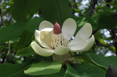 【朴】泰山木（タイサンボク）は朴（ホオ）の花にそっくりですが、それもそのはず。どちらもモクレン科の植物です。