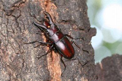 樹液の出る木にやってきたのはノコギリクワガタ。夏の昆虫の主役の登場です。