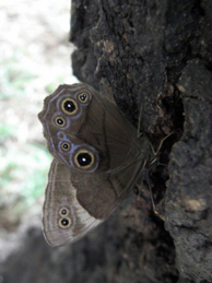 【クロヒカゲ】鼻が利くようになると、様々な昆虫がやってくる樹液の出る木は匂いで分かるようになります。目のような模様がある蝶はクロヒカゲです。