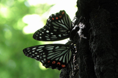 【アカボシゴマダラ】アカボシゴマダラは奄美諸島に生息していた蝶。マニアなどの放蝶により関東一円でも繁殖しているようで、国立環境研究所の侵入生物データベースにも登録されています。