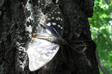 【オオムラサキ】国蝶のオオムラサキもやってきました。美しい青紫の羽を持つのは雄だけ。環境庁のレッドデータブックでは準絶滅危惧種に指定されています。