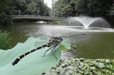 【コオニヤンマ】キャンパスを一巡して「文学の池」に戻ってみると、コオニヤンマが悠然と羽を休めていました。