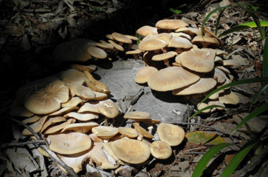 切り株からは楢茸（ナラタケ）が発生しています。枯れ木や倒木はこうした菌類（キノコ）によって分解され、森の養分へと還元されていきますが、ナラタケ菌は時に生きている木さえ枯らしてしまう樹病菌でもあります。