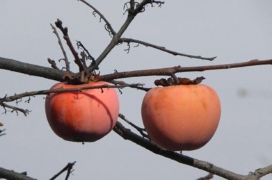 柿や柚がなっています。香り高い柚を湯船に浮かべると、血行が良くなり体が芯から温まるといいます。
