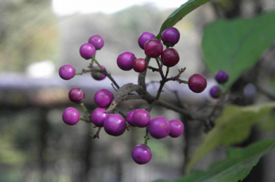 紫式部や薮蘭（ヤブラン）が丸い実をつけています。