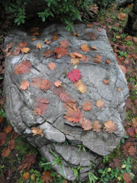 光合成という使命を果たし終えた葉は、地面に落ちると微生物などによって分解され、森の養分となって再び樹木を潤します。