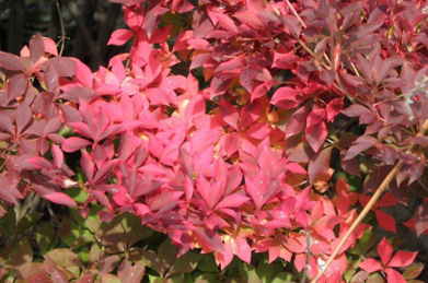 灯台躑躅（ドウダンツツジ）の葉は秋の夕日のような色に染まっています。