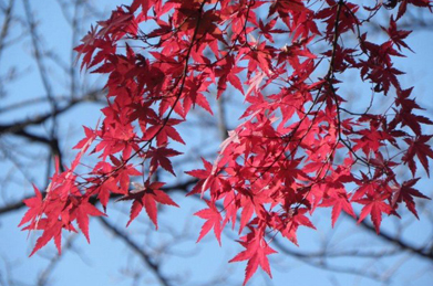 小春日和には、秋の日差しを受けた木々の葉が一層輝きを増します。