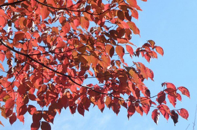 紅葉楓の横では、山法師（ヤマボウシ）も赤く色づいています。