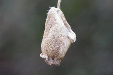 【ヤママユ】山繭とは、ヤママユガ科の蛾（ガ）。 幼虫はクヌギやコナラの葉を食べて繭を作ります。