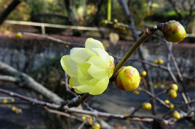 【蝋梅】「平安の庭」では、蝋梅（ロウバイ）が咲き始めています。 花からは、うっとりするような早春の香りが漂います。 昨年と比べると随分早い開花に、ちょっとロウバイしてしまいました。