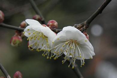 【梅】東洋哲学研究所の側では梅が開花しています。