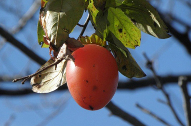 キャンパスの中になる渋柿。鳥に食べられることなく木の上で完熟した実は、トロトロの甘さになります。