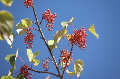 女子短大の前にある高木は飯桐（イイギリ）。赤い実が南天に似ているせいか、ナンテンギリとも呼ばれます。