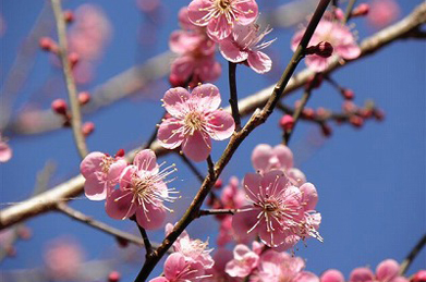 江戸中期の俳人・服部嵐雪（はっとりらんせつ）の有名な句に「梅一輪 一輪ほどの あたたかさ」とありますが、あちこちで一気に梅の開花が始まりました。