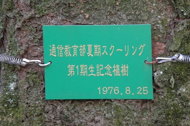 この染井吉野。１９７６年８月に行われた夏季スクーリングの折、通教の第１期生が記念に植樹したものです。 あと２ヶ月もすれば満開の花を楽しませてくれることでしょう。