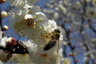暖かな陽気に誘われたのか、梅の花の周りでは蜜蜂が盛んに飛び回っています。