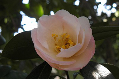 【椿】「平安の庭」では、ロウバイや椿が見頃を迎えています。 ロウバイからは、この季節にしか味わえない早春の香りが漂っています。