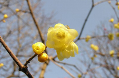 【蝋梅】「平安の庭」では蝋梅が開花しています。写真ではお届けできないのが残念ですが、顔を近づけると、水仙にも似た馥郁たる香りが漂ってきます。枝に黄色い明かりが点っているかのようです。