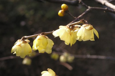 【蝋梅】「平安の庭」では蝋梅が開花しています。写真ではお届けできないのが残念ですが、顔を近づけると、水仙にも似た馥郁たる香りが漂ってきます。枝に黄色い明かりが点っているかのようです。