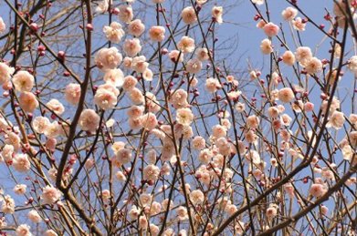 【梅】桜はよく知られている創価大学は、梅の名所でもあります。赤やピンク、白などの色とりどりの梅が、美しさを競っています。