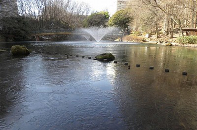 「文学の池」の水際には氷が張っています。