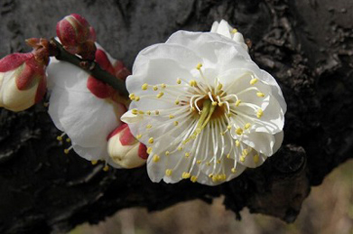 白梅と紅梅にも香りの違いがあるようです。 甘い香りを胸一杯に吸い込むとまだ浅い春の空気が体中に行き渡ります。