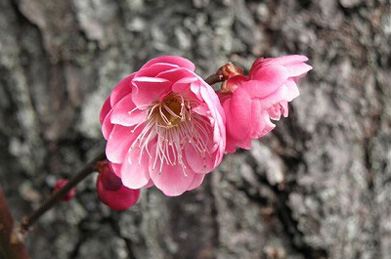 白梅と紅梅にも香りの違いがあるようです。 甘い香りを胸一杯に吸い込むとまだ浅い春の空気が体中に行き渡ります。