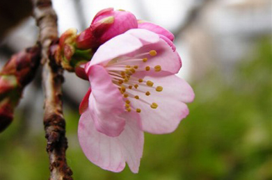 【桜】「千花道」の入り口（学生ホール側）にある桜が一輪、二輪と花開き始めました。キャンパスで一番早く開花する桜です。