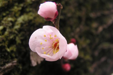 【梅】3月に入ると連翹や雪柳、杏や桜など様々な花が一斉に咲き始めますが、当面の主役はまだ梅です。