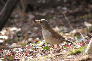 【シロハラ】シロハラは冬鳥。スズメ目ツグミ科の鳥で、雌雄はほぼ同じ色をしています。
