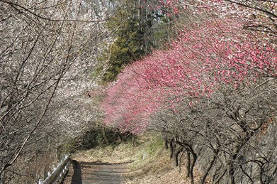 本学へと続く小道では、道の両側で梅が満開になっています。