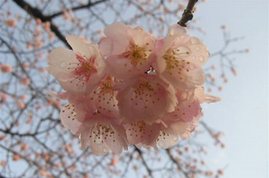 【桜】ソメイヨシノ（染井吉野）はこれからですが、「千花道」の学生ホール側の入り口にある早咲きの桜が、雨上がりの日差しを浴びています。