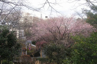 【桜】白い校舎をバックに、七～八分咲きとなった山桜のピンクが映えています。
