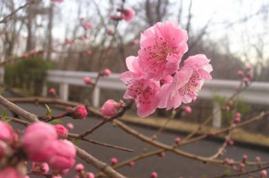 【桃】桃の花も咲き始めました。まさに「桜梅桃李」の美しさです。