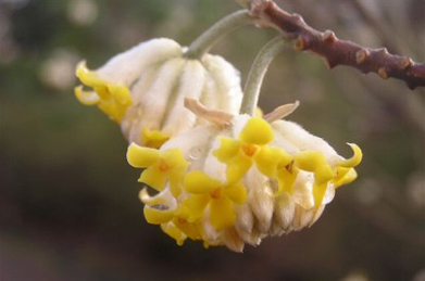 【ミツマタ】黄色い花をつけているのは、ミツマタです。
