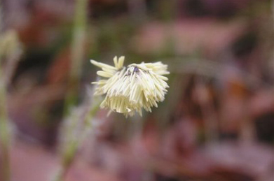 【カンスゲ】この小さな花はカンスゲ（寒菅）。目立たない花ですが、よく見るとそこかしこで咲いています。