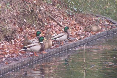 【鴨】池のほとりでは、おなじみの鴨たちが行儀良く並んでいます。何か物思いに耽っているようにも見えます。
