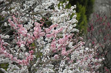 「松風センター」の隣にある梅は、一本の木からピンクの花と白の花が咲いていますが、こうした咲き方を「源平咲き」と呼びます。 もとはピンクの花が咲く木なのですが、花の色素を決める遺伝子の突然変異によって白い花が混じると考えられています。