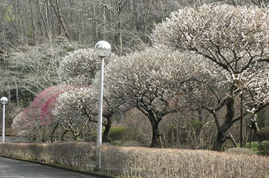 「文学の池」から「平安の庭」へと続く坂道の両側も梅の花に包まれています。