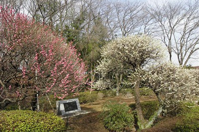 梅の香に満ちた「平安の庭」は、一年で最も美しい季節を迎えています。