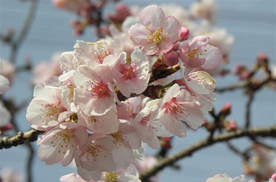 染井吉野はまだですが、早咲きの桜が開花しています。