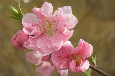 【桃】仏典に説かれる「桜梅桃李」（おうばいとうり）の言葉通り、桃には桃の、梅には梅のそれぞれの良さがあり、共に自分らしく咲いています。