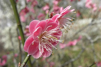【梅】仏典に説かれる「桜梅桃李」（おうばいとうり）の言葉通り、桃には桃の、梅には梅のそれぞれの良さがあり、共に自分らしく咲いています。