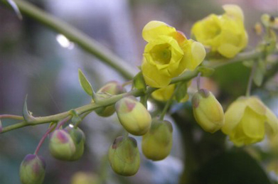 【ヒイラギナンテン】「平安の庭」では、ヒイラギナンテン（柊南天）が黄色い花をつけています。花の後には、葡萄色の実がなります。