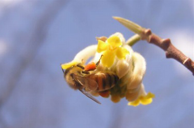 【蜜蜂】蜜蜂や虻が忙しそうに花粉や蜜を集めています。黄色い花はミツマタ。紫は花大根。ピンクは桃です。